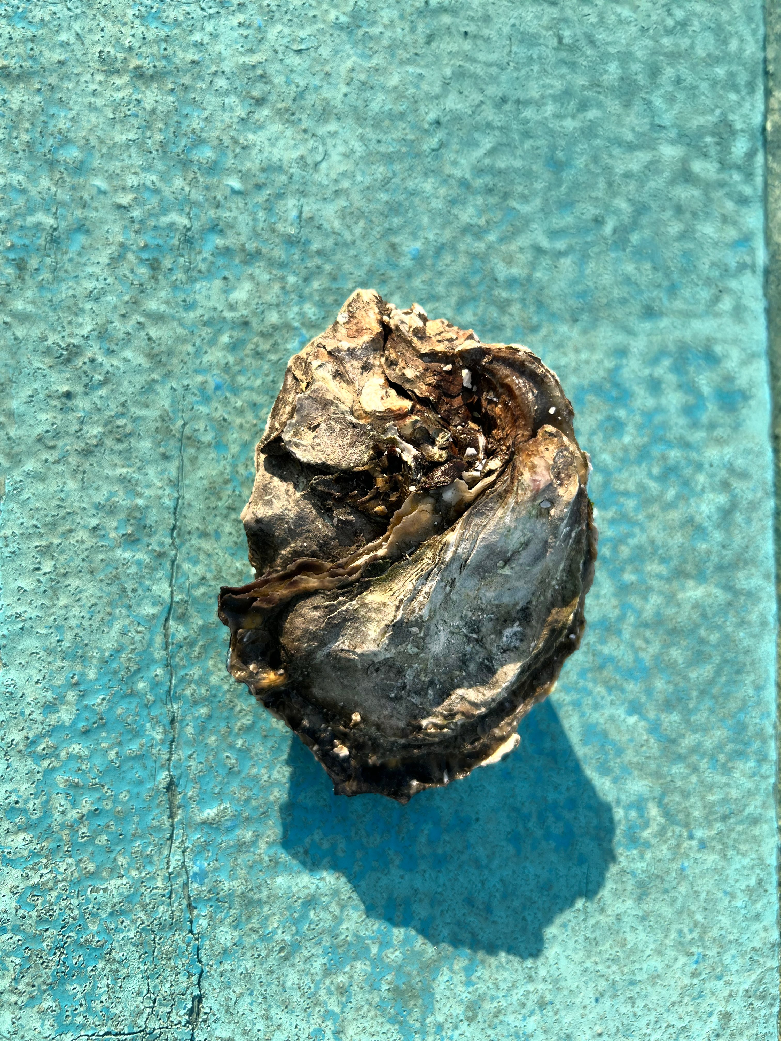 05.封面照片_Oyster1